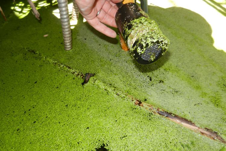 日出水了特别黄的视频