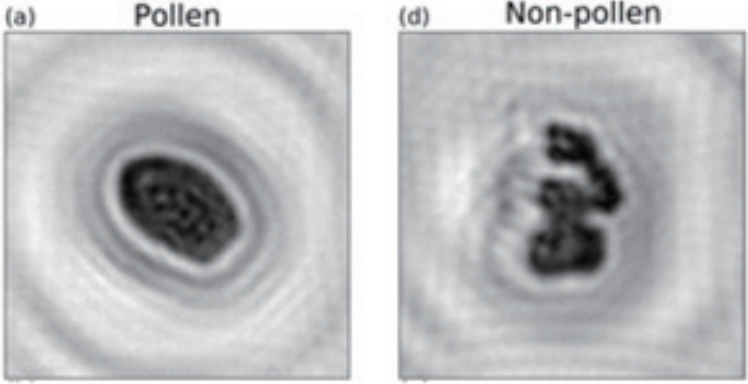日出水了特别黄的视频
