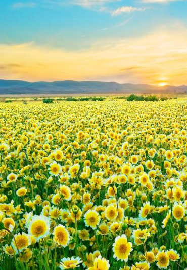 日出水了特别黄的视频