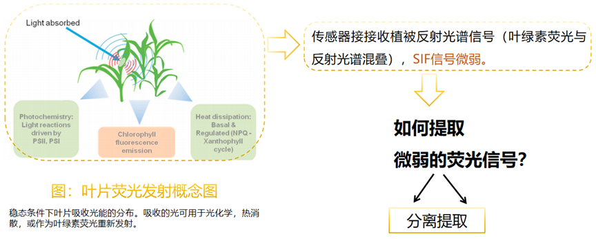 日出水了特别黄的视频
