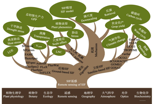 日出水了特别黄的视频